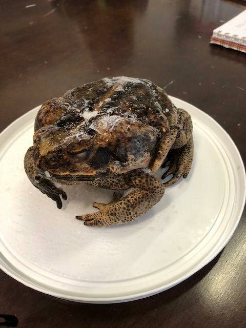 Female Cane Toad weighing 2kg captured by Clarence Landcare Teams