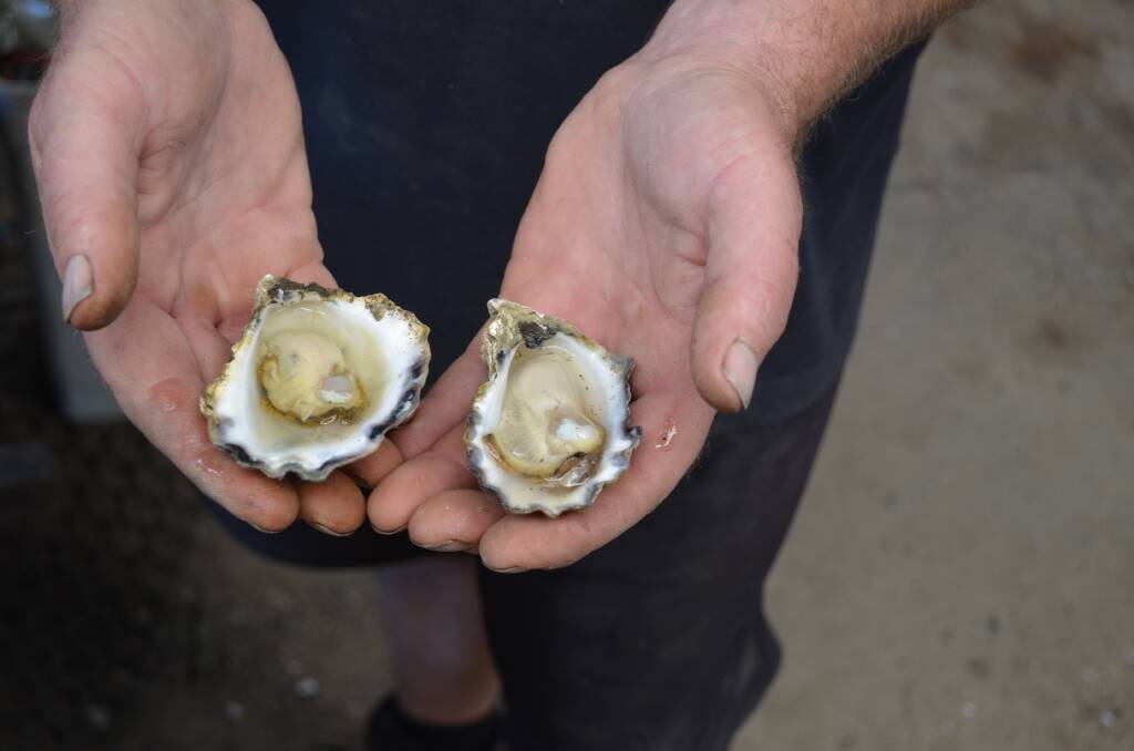 Oysters harvested at Macleay River Farm, photo taken by Sam Payne