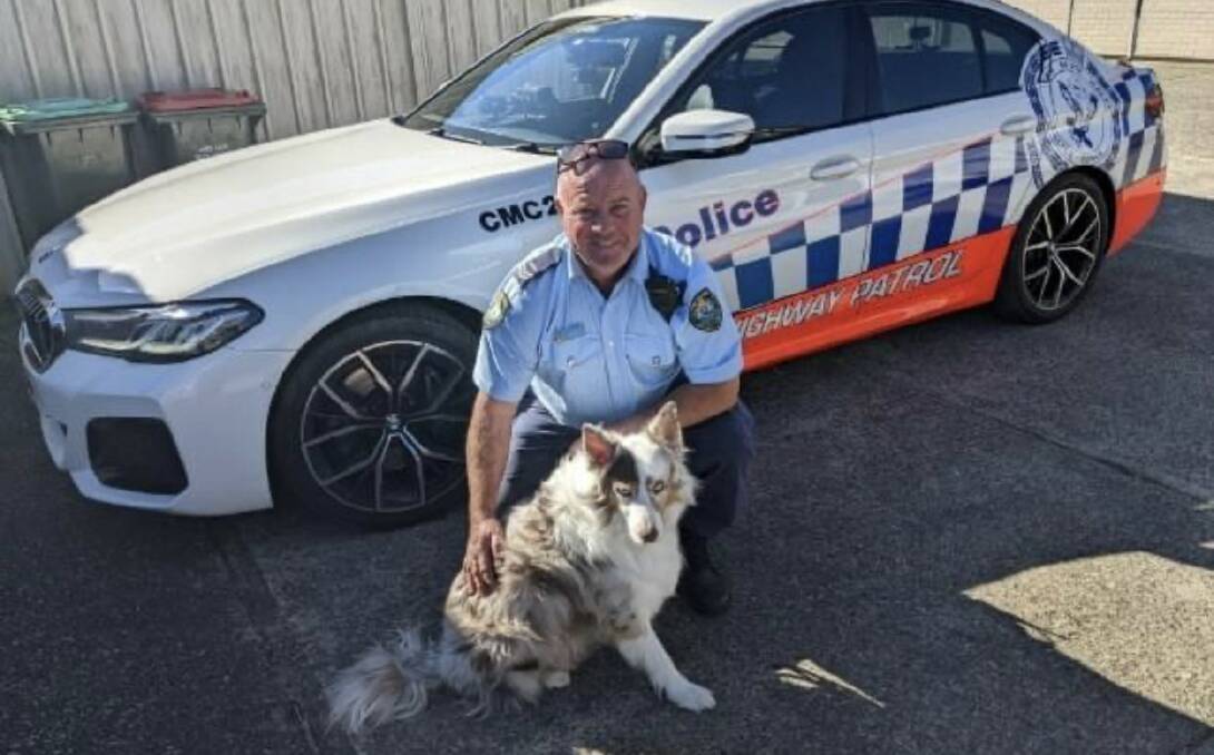 Police found missing dog Bowie during a vehicle stop near Macksville today, July 7. Picture, NSW Police Force Facebook