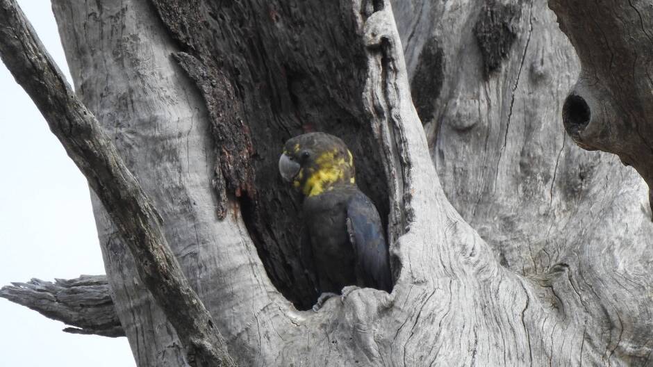This bird has taken up residence in a hollow created by the Hollowhog. Picture by Kath Crowe