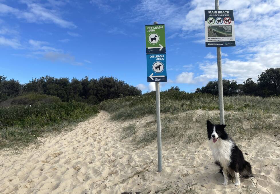 Reggie the Border Collie abiding by the rules on Main Beach, South West Rocks. Picture Ellie Chamberlain