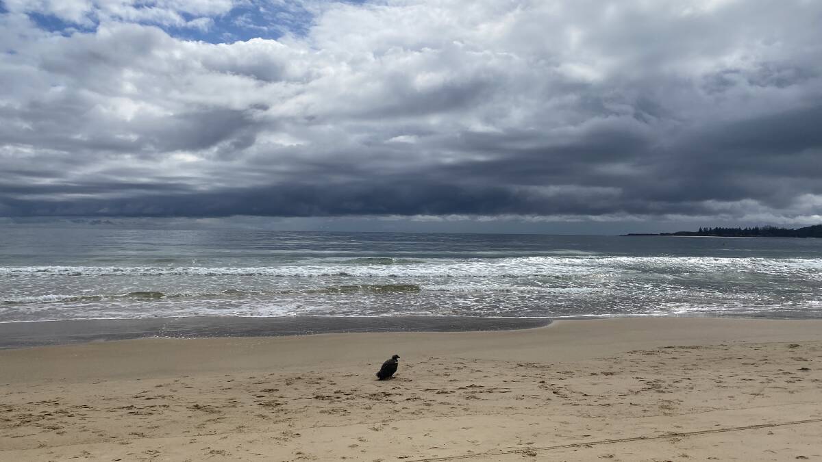 After swimming to shore, a tired bird of prey rests on Main Beach where dogs can legally be walked off leash. Picture Ellie Chamberlain