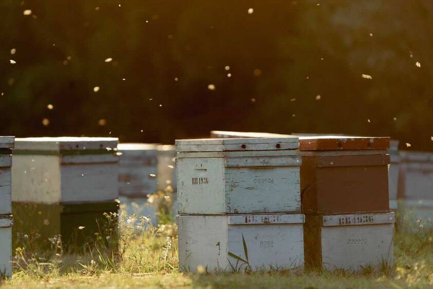 Bee hives in Crescent Head which have since been removed. Picture by Isabelle Morgan