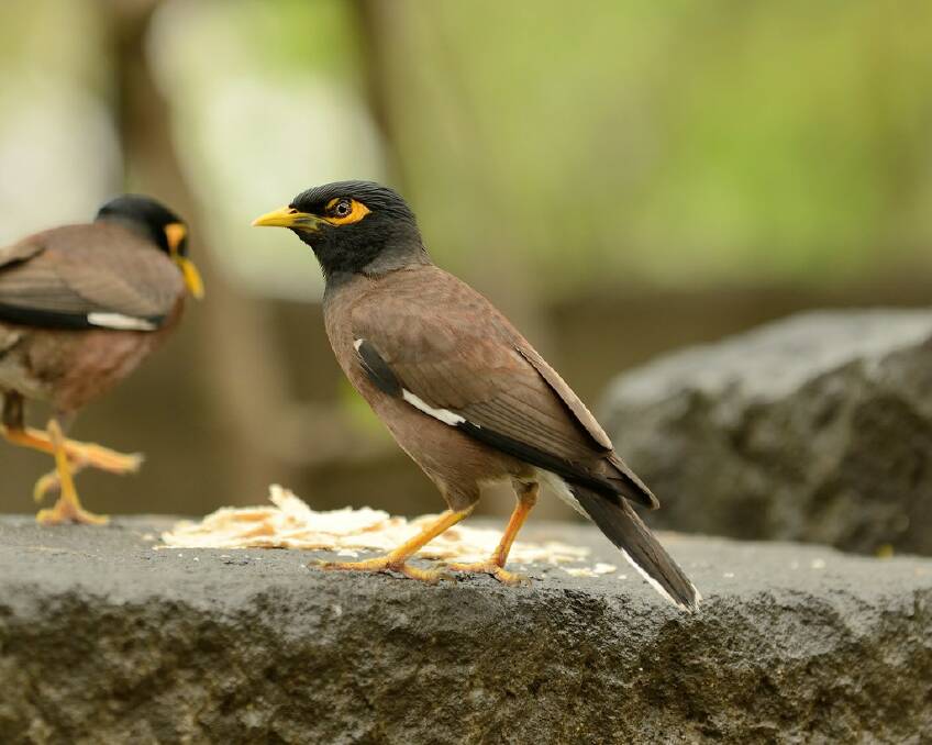 Common or Indian Myna bird. Picture supplied Kempsey Shire Council
