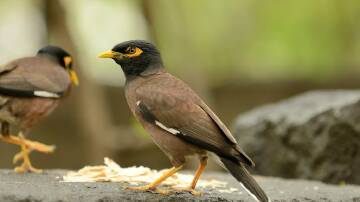 Common or Indian Myna bird. Picture supplied Kempsey Shire Council