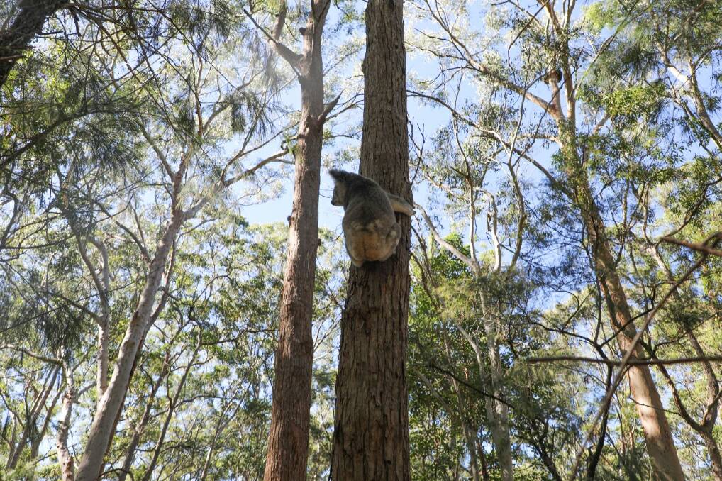 Abai released into the wild close to where she was found. Picture supplied Kempsey Shire Council