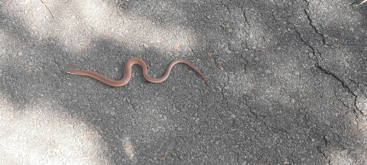 "Not sure what kind he is": Photo posted on Port Macquarie Noticeboard Facebook page after being spotted between Flynns Beach and Rocky Beach park.