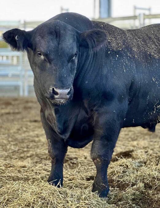 Shady the Speckle Park bull will be moving to Queensland to be part of a breeding program. Picture by Nether Grove and Luja Speckle Park Stud