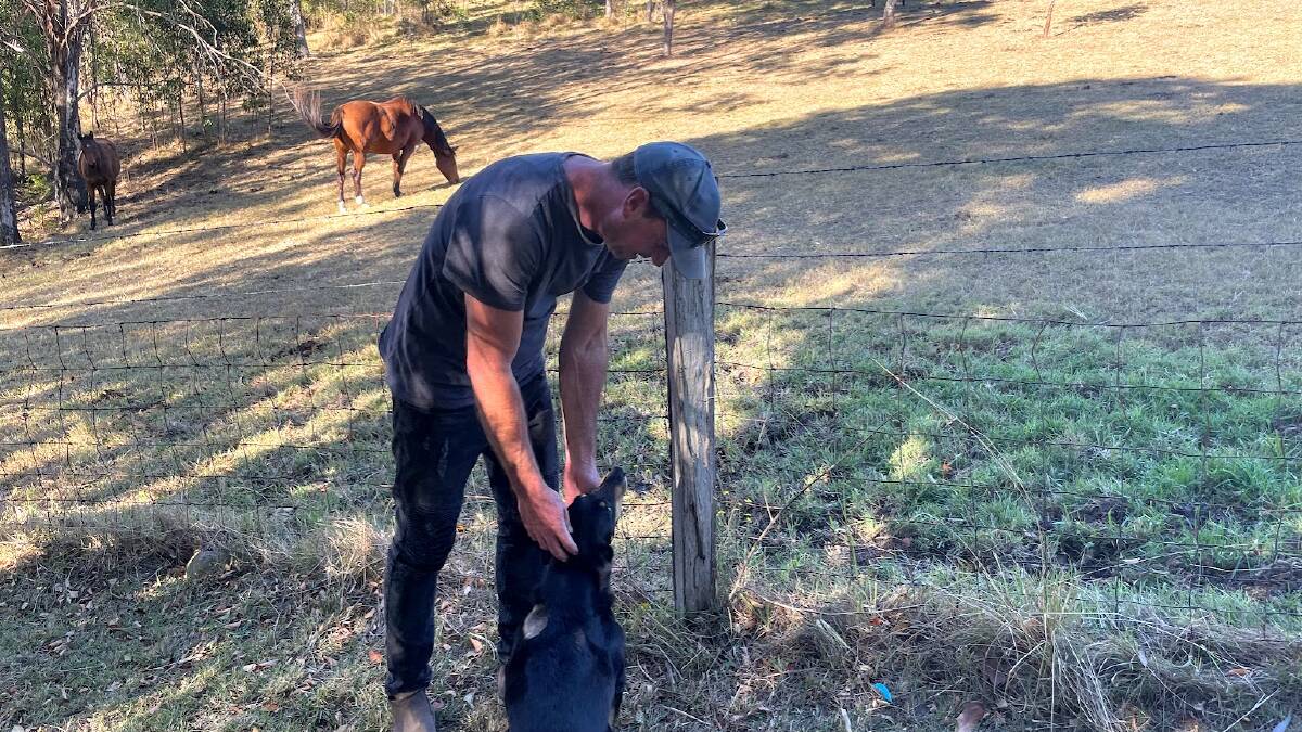 Mr Ball is concerned for the horses, miniature horses and cattle also on his property after his dog was attacked by wild dogs. Picture by Emily Walker