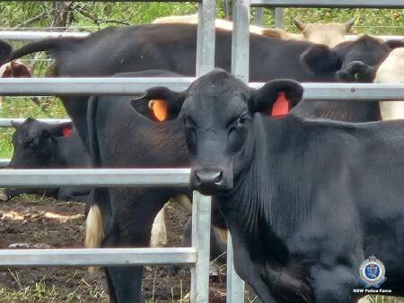 The owner of 100 missing cattle is offering a monetary reward to whoever can provide information that brings his cows home or leads in the arrest of those responsible. Picture by NSW Police Force