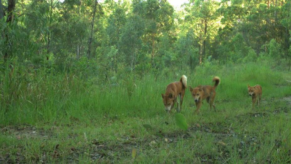 Wild dogs on a surveillance camera. Picture file