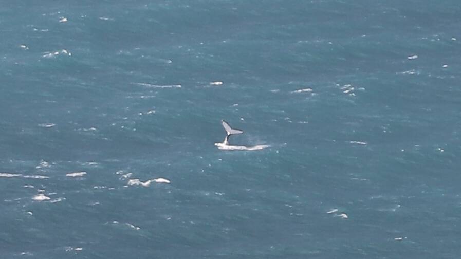 Humpback whale fluke (tail) as the whale dives around a kilometre offshore from the Smoky Cape Lighthouse. Picture by Alison Dodds