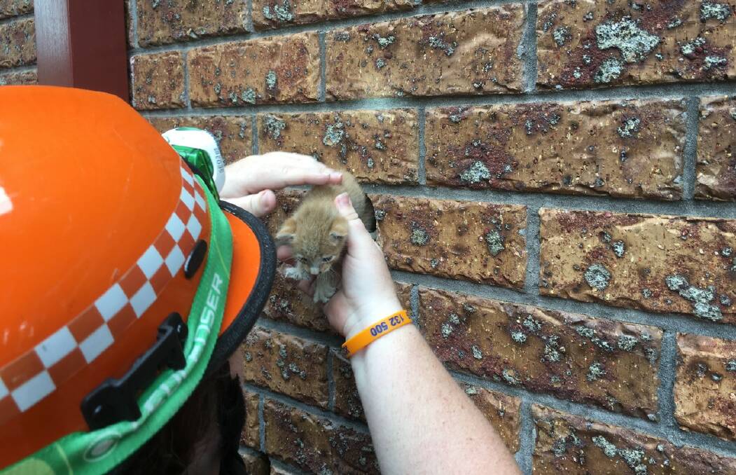 The NSW SES Kempsey Shire general land rescue team were busy with two kitten rescues. Picture supplied