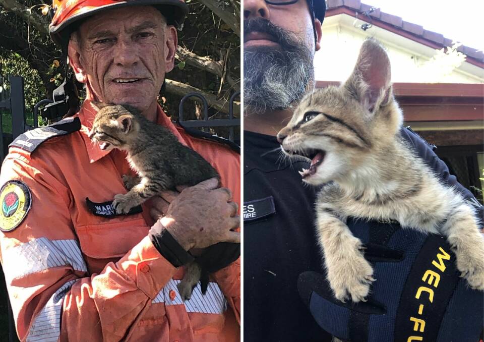 Both the kittens were safely rescued by the NSW SES Kempsey Shire general land rescue team. Picture supplied.