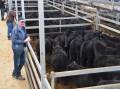 Phillip Lavis, Bungowannah, with his pen of 14 Dunoon and Fernhill Angus heifers weighing 221 kilograms, which sold for $850 a head at Wodonga on Thursday. Photo by Helen De Costa. 