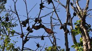SAFETY IN NUMBERS: Flying foxes often colonise locations that are close to water  such as Apex park in East Kempsey. 