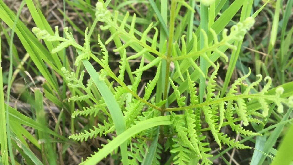 Bracken Fern: Cattle exposed to Bracken Fern that has been slashed, ploughed or burnt are at risk because of the regrowth of young stems and the exposed rhizomes