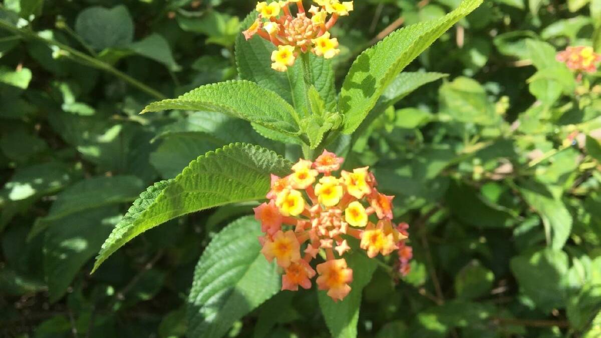 Lantana: As a rule of thumb the toxic varietys include most red and orange flowered plants