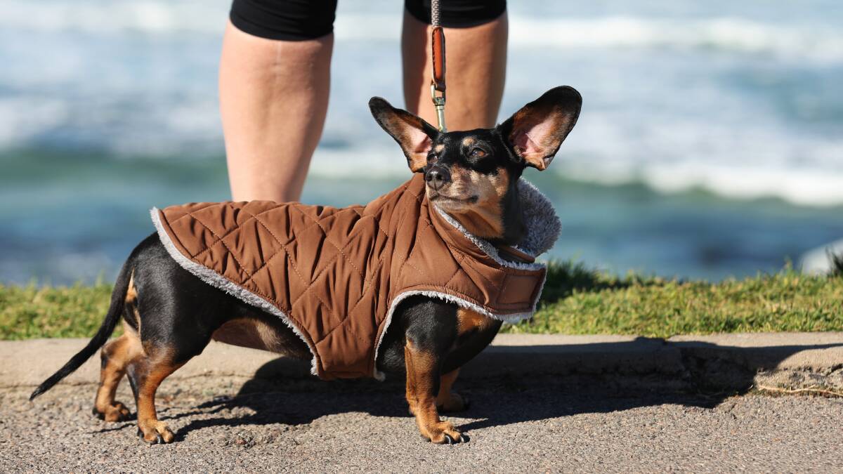 Maryanne Hewitt of Merewether out for a daily walk along Bar Beach with Maggie the dachshund all rugged up as the chilly winter wind catches her ears and makes them fly up. Picture by Simone De Peak 