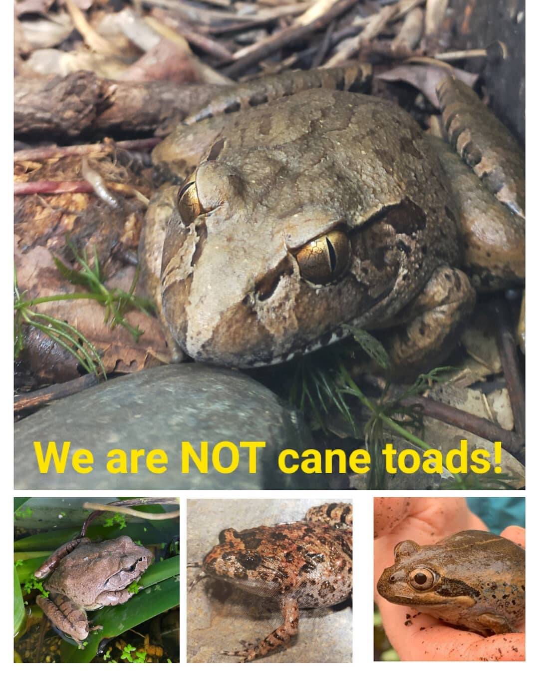 Holding the line against cane toads on the Coffs Coast, The Macleay Argus