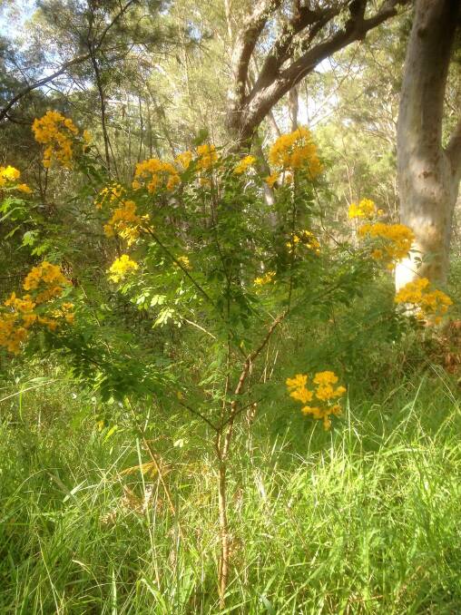 yellow flower weed nsw - Many Nagle