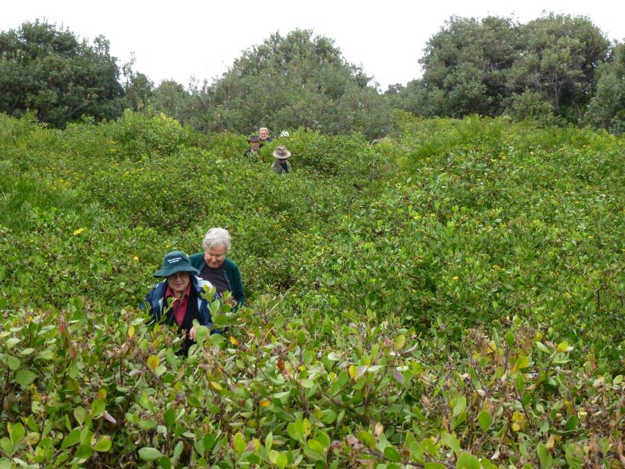 Infestation of nearly 100% bitou bush in the dunes behind Back Beach in 2012. Photo: Supplied
