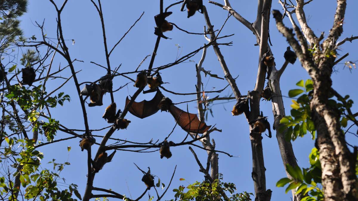 FLYING FOXES: A plan has been endorsed by Kempsey Shire Council to deal with Flying Foxes impacting East Kempsey residents.