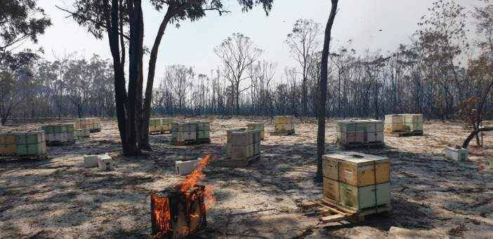 Environment wiped out due to the fires. Photo: supplied. 