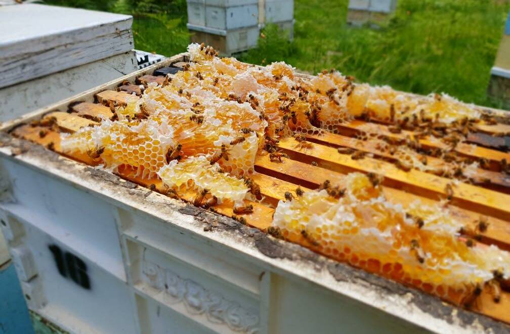 Honey production in action. Photo: supplied. 