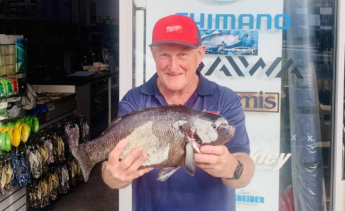 Ned Kellys Bait n Tackle CEO Jim Gardner with a fantastic drummer that he caught using cunjevoi near Oxley Beach in Port Macquarie. Picture, supplied