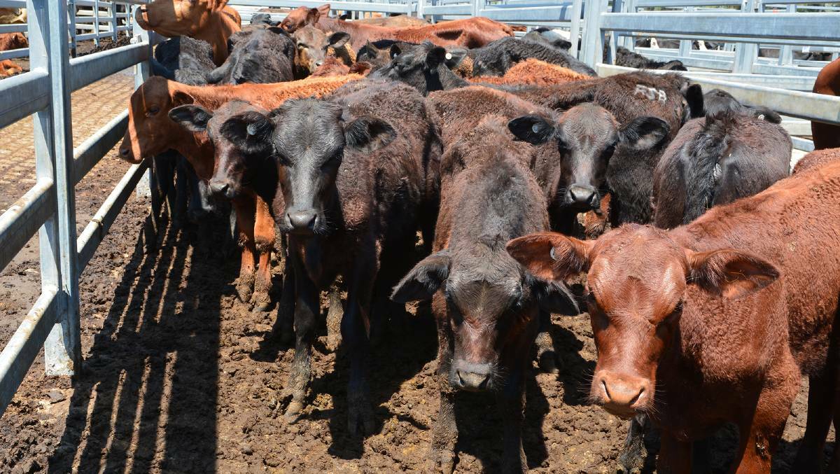 An outbreak of cattle tick in Kendall has put movement restrictions on properties in the area