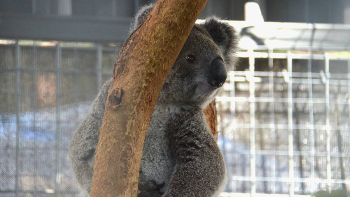 One koala found on the fireground is now recovering at the Port Macquarie Koala Hospital. Picture by Ruby Pascoe