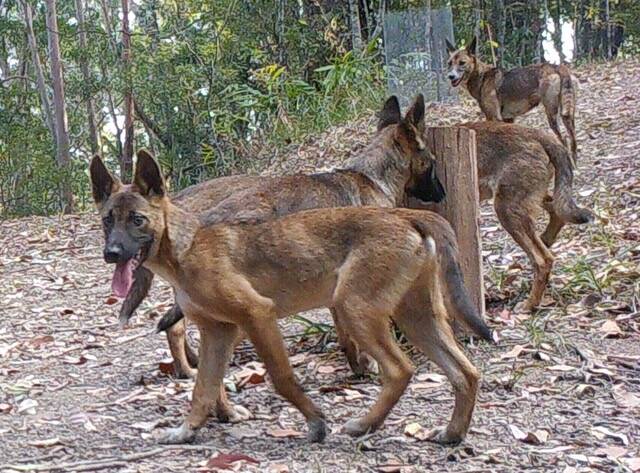 Wild dogs are one of the regions widespread pest animals covered by the plan.