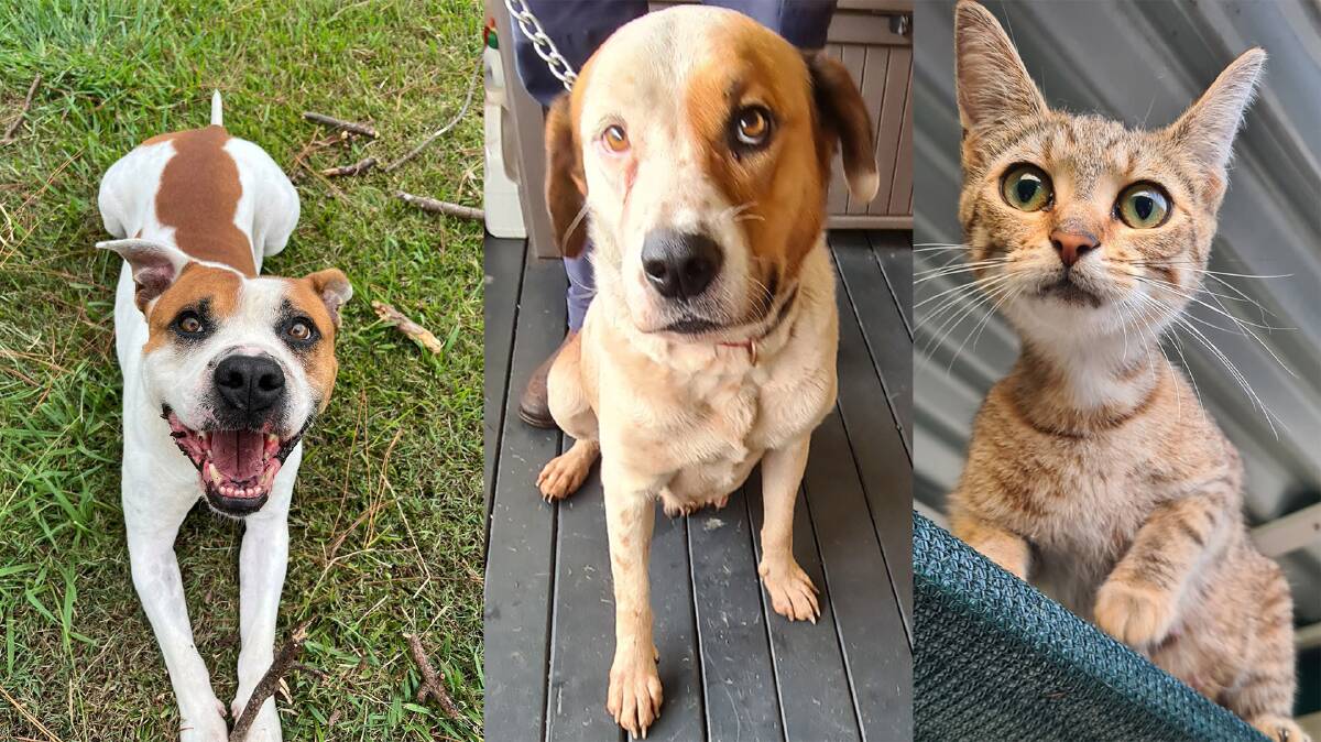Just some of the beautiful pets available for adoption through council. Picture, supplied