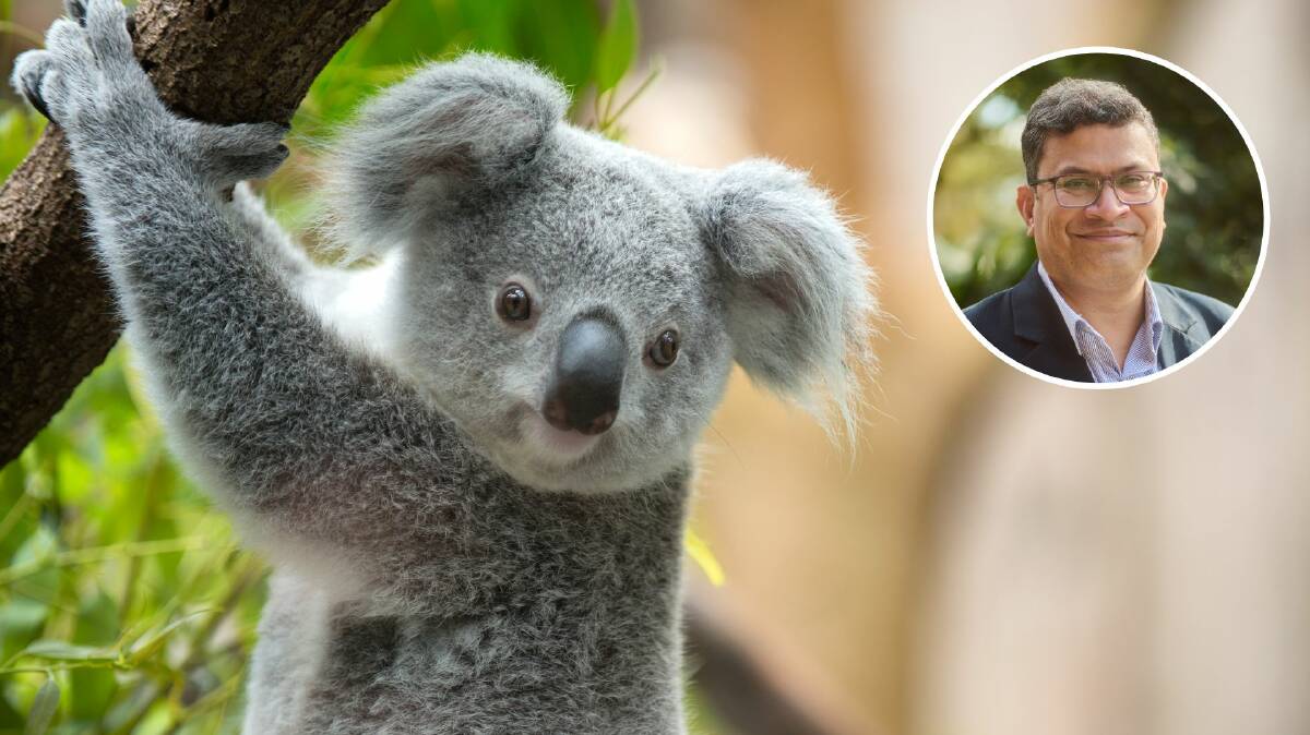 Dr Sabih Rehman led the project to develop a koala tracking app to help locate injured koalas. Picture supplied