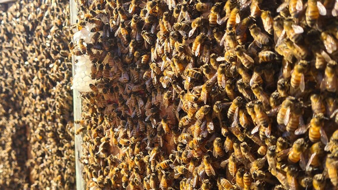 More hives on the Mid North Coast will be destroyed as additional varroa infestations are uncovered. Picture, The BeeKeeper Facebook page