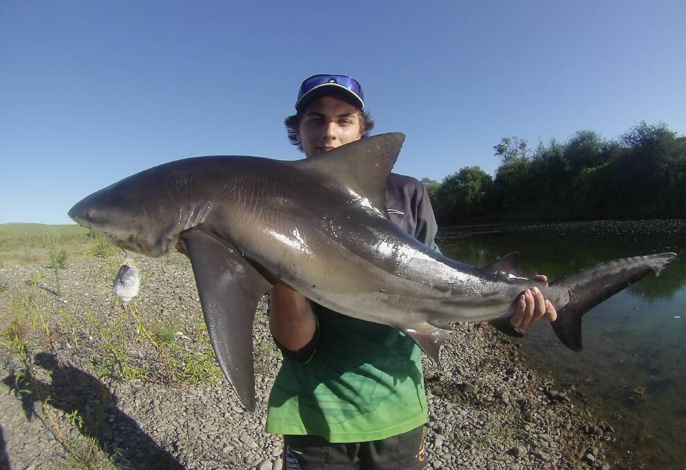 Bull sharks have been caught on a regular basis in the Macleay River over the years like this one pictured which was caught by Josh Colling in 2014 in Sherwood.  