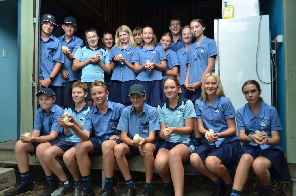 Temporary mothers: St Paul's College Year 9 agriculture class will take care of baby chickens for six weeks. Photo: Callum McGregor.